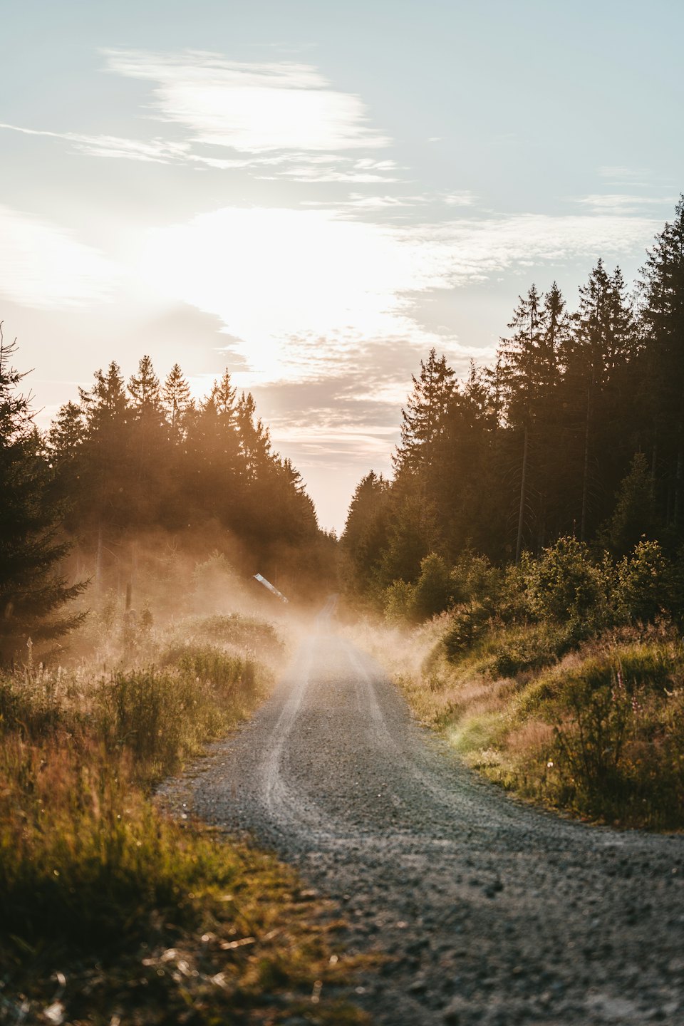 Gravel road winds through a sunlit pine forest at golden hour.